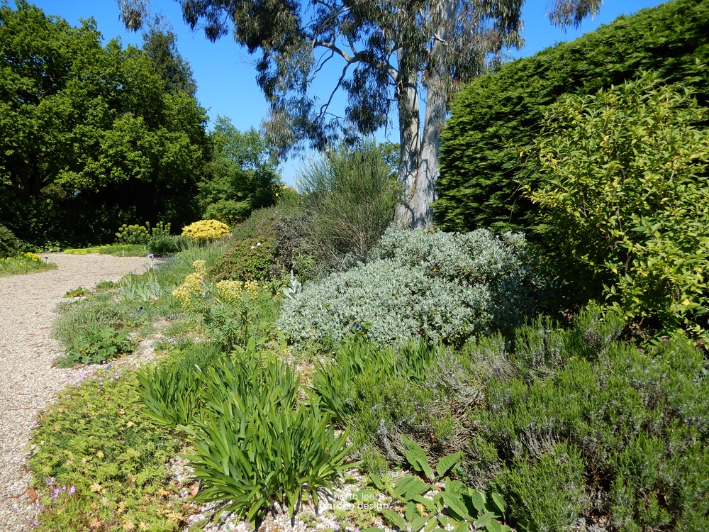 Beth Chatto edge of gravel garden