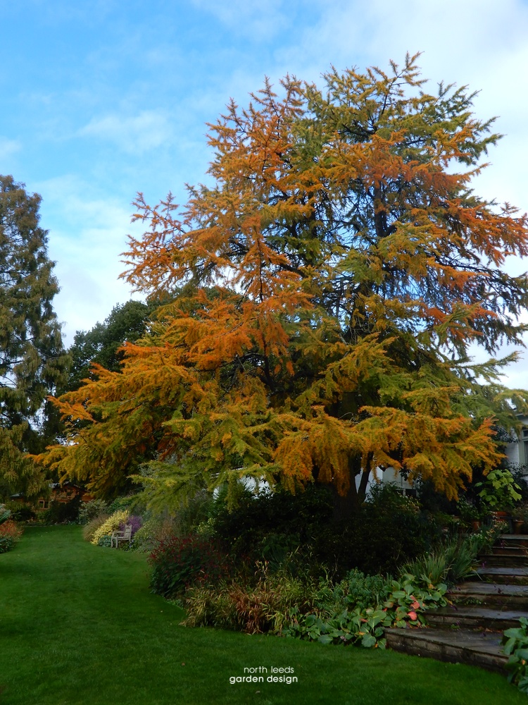 Golden Larch Pseudolarix amabilis