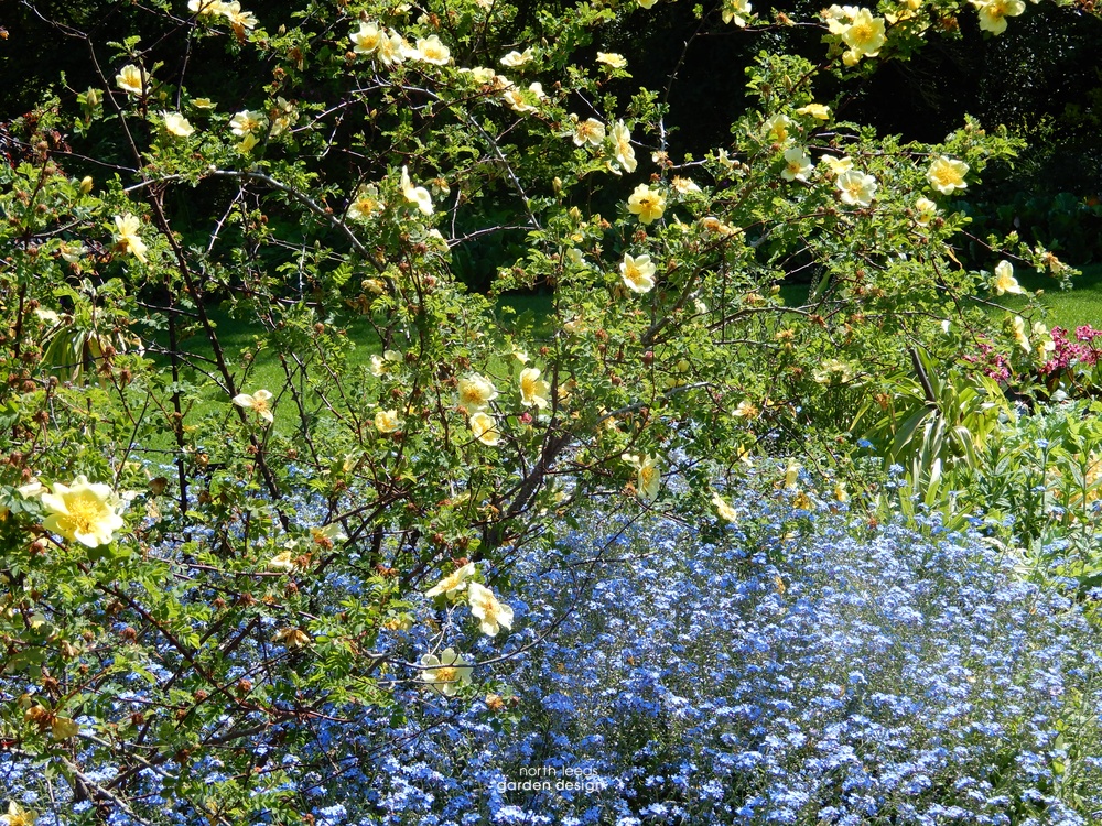 Beth Chatto reservoir garden