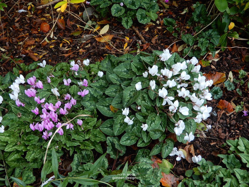 Cyclamen hederifolium